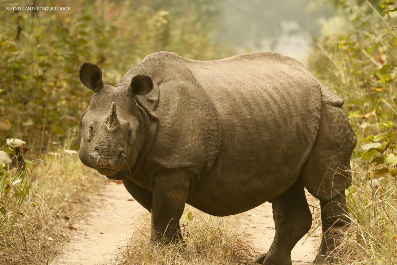 Rhino Land Jungle Lodge Саураха Экстерьер фото